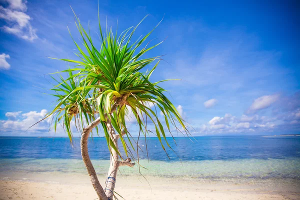 Petit cocotier tropical dans le désert île fond bleu ciel — Photo