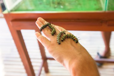 Caterpillar on the hand of a man clipart