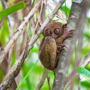küçük şirin tarsier ağaç doğal ortamda bohol Adası, Filipinler