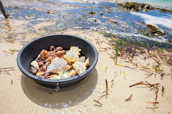 Beautiful colorful seashells in a basin on tropical island — Stock Photo, Image