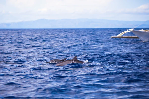 Dolphins playing in open sea, Philippines — Stock Photo, Image