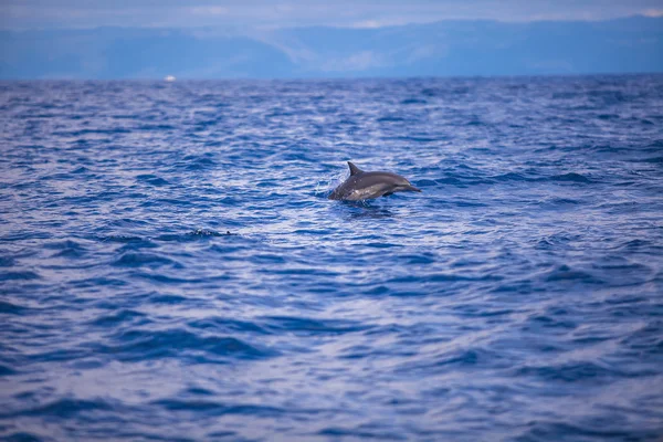 Dolphins swimming in open sea, Bohol, Philippines — Stock Photo, Image