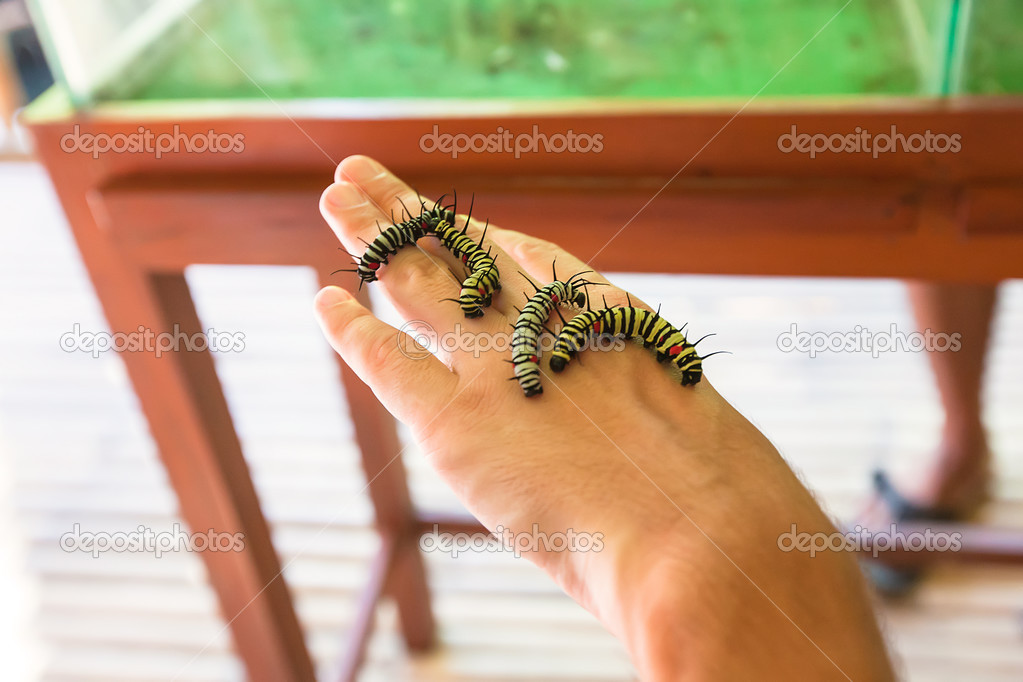 Caterpillar on the hand of a man
