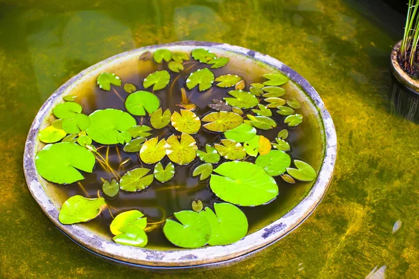 Маленькі водяні лілії в ставку — стокове фото