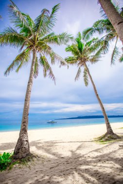 Hindistan cevizi hurma ağacı beyaz kumlu plaj
