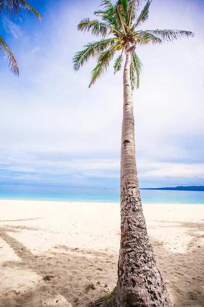 Kumlu plaj arka plan mavi gökyüzü ve temiz deniz Hindistan cevizi hurma ağacı — Stok fotoğraf