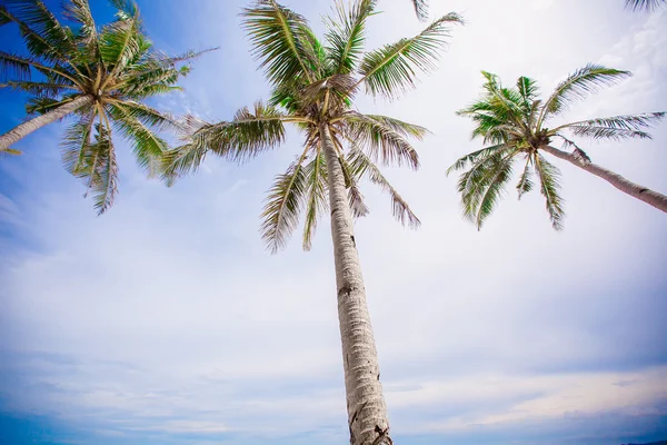 Kokosová palma strom pozadí modrá obloha — Stock fotografie