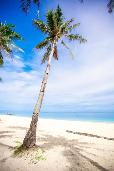 Palmera de coco en el fondo de la playa de arena cielo azul y mar limpio — Foto de Stock