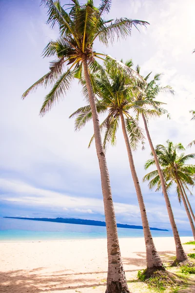 Coconut palm tree op het zandstrand in Filippijnen — Stockfoto