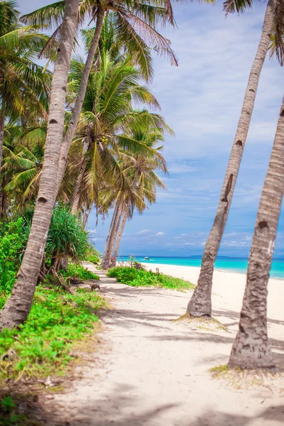 Кокосовая пальма на песчаном пляже — стоковое фото
