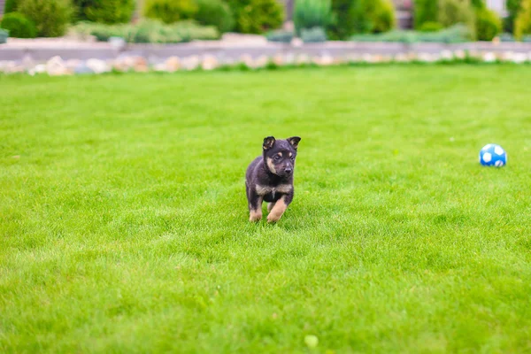 Pequeno cachorro mgrel no fundo de outdors grama verde jogar com bola — Fotografia de Stock