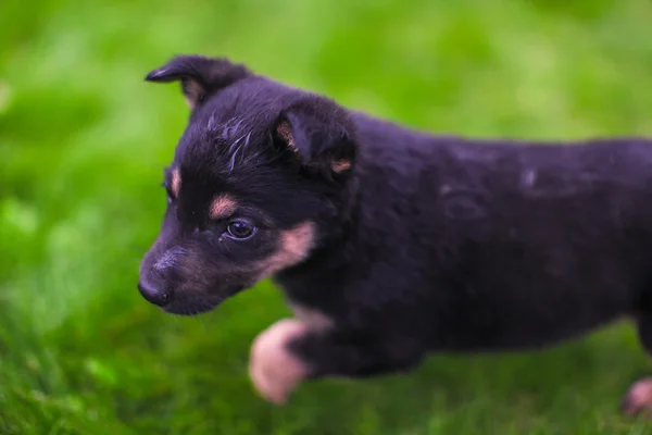 Small puppy mongrel on background of green grass — Stock Photo, Image