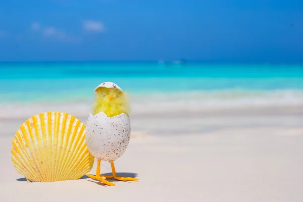 Küçük sarı tavuk ve kabuk beyaz plaj — Stok fotoğraf