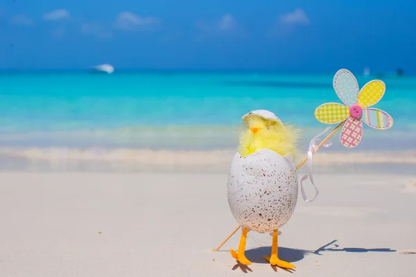 Small yellow chicken and flower on the white beach — Stock Photo, Image