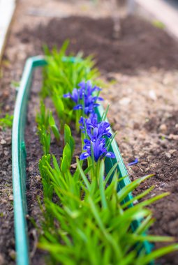 İlk Bahar mor çiçek renk zeminde