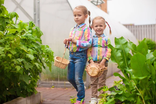 Little adorable girls with the basket of harvest near greenhouse — Stock Photo, Image