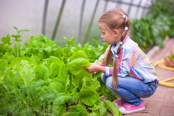 Serada hasat sevimli küçük kız — Stok fotoğraf