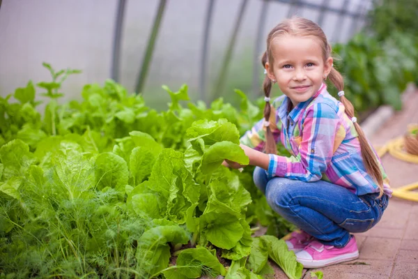 Serada hasat sevimli küçük kız — Stok fotoğraf