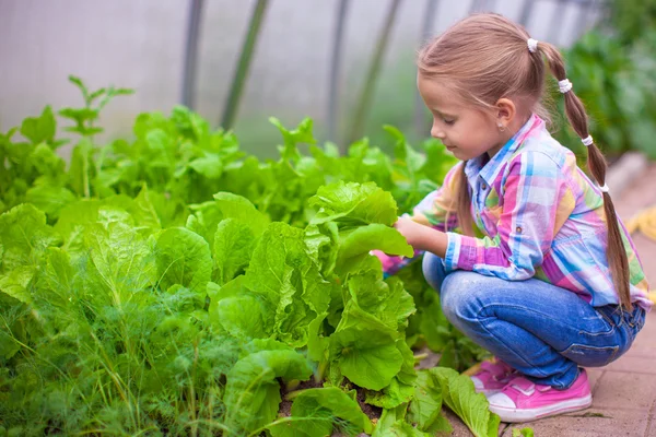 Bedårande liten flicka skörd i växthuset — Stockfoto
