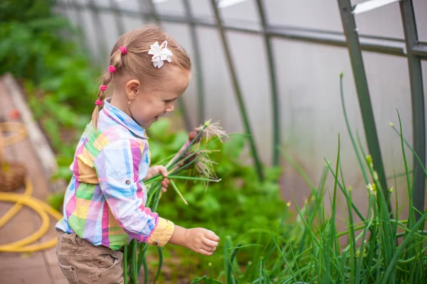 Kleines süßes Mädchen mit der Ernte im Gewächshaus — Stockfoto