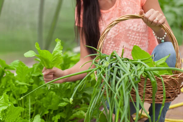 Close-up of a basket greens in woman's hands — Stock Photo, Image