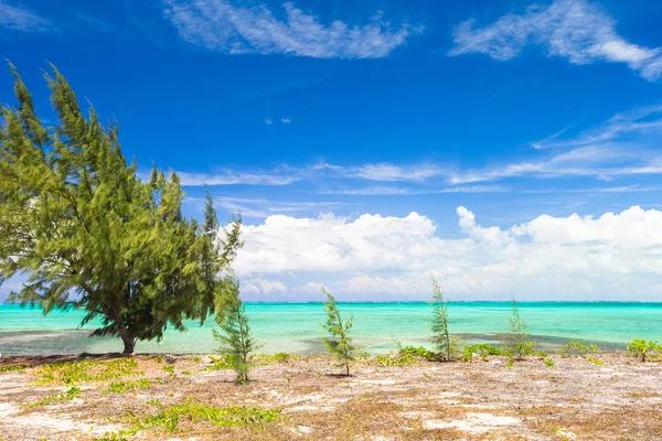 Spiaggia tropicale con palme e sabbia bianca sui Caraibi — Foto Stock