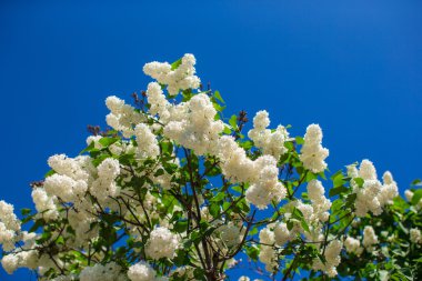 güneşli bir bahar günü arka plan mavi gökyüzü beyaz Menekşe leylak çiçeği