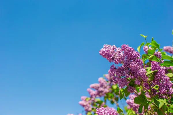 Vackra lila på en bakgrund av blå himmel — Stockfoto