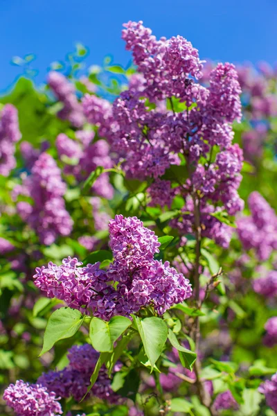 Fragrant lilac bush in the spring garden — Stock Photo, Image