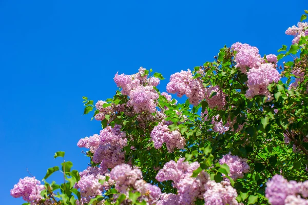 群的紫罗兰紫丁香花在阳光明媚的春日 — 图库照片