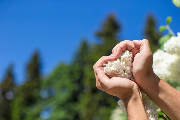 Közelkép a kezei fehér virág formában szív alakú — Stock Fotó