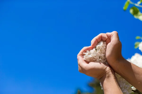 Closeup of man hands holding white flower form heart shape — Stock Photo, Image