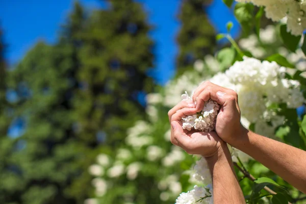 Close-up of flower heart in male hands — Stock Photo, Image