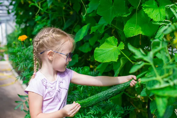 Söt liten flicka samlar gröda gurka i växthuset — Stockfoto