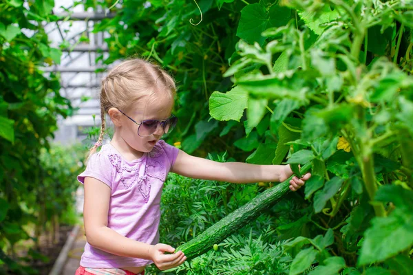 Nettes kleines Mädchen sammelt Erntegurken im Gewächshaus — Stockfoto