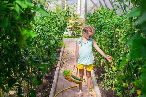 Söt liten flicka samlar grödor gurkor och tomater i växthus — Stockfoto