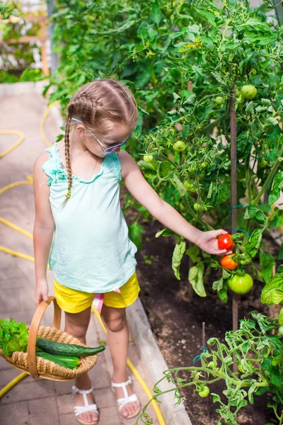 Cute little girl collects crop cucumbers and tomatos in greenhouse — Stock Photo, Image