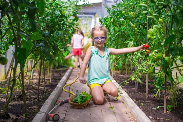 Gadis kecil yang lucu mengumpulkan mentimun tanaman dan tomat di rumah kaca — Stok Foto