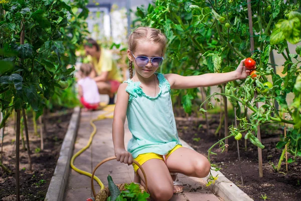 Cute little girl collects crop cucumbers and tomatos in greenhouse — Stock Photo, Image