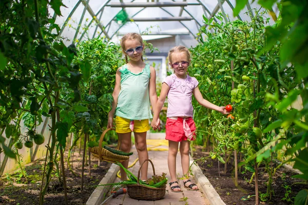 Cute little girls collect crop cucumbers in the greenhouse — Stock Photo, Image