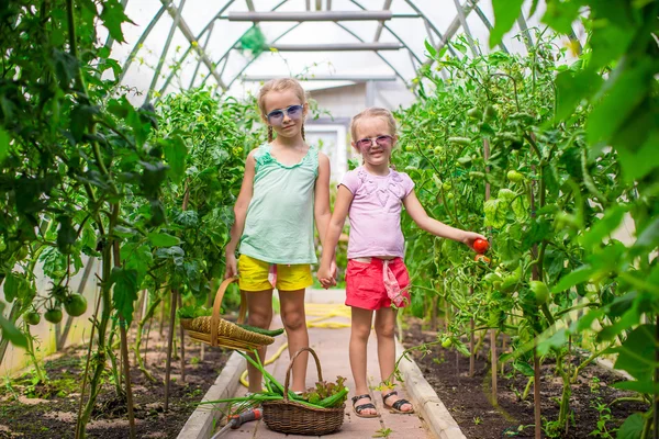 Cute little girls collect crop cucumbers in the greenhouse — Stock Photo, Image