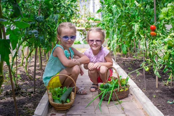 Cute little girls collect crop cucumbers in the greenhouse — Stock Photo, Image