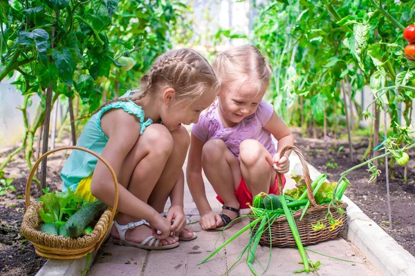 Cute little girls collect crop cucumbers in the greenhouse — Stock Photo, Image