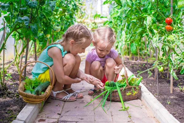 Cute little girls collect crop cucumbers in the greenhouse — Stock Photo, Image