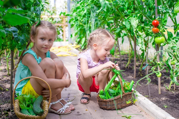 Cute little girls collect crop cucumbers in the greenhouse — Stock Photo, Image