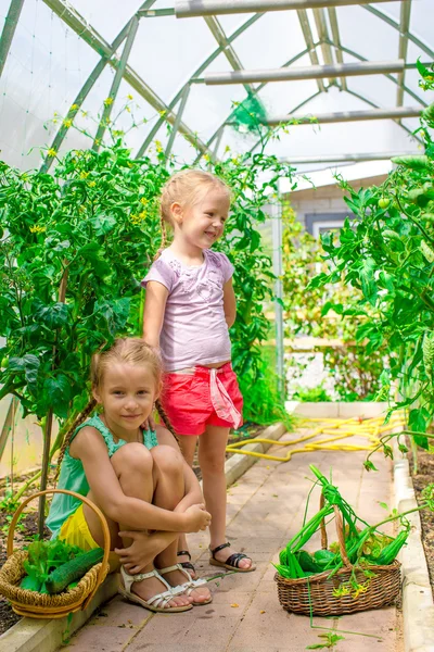 Cute little girls collect crop cucumbers in the greenhouse — Stock Photo, Image