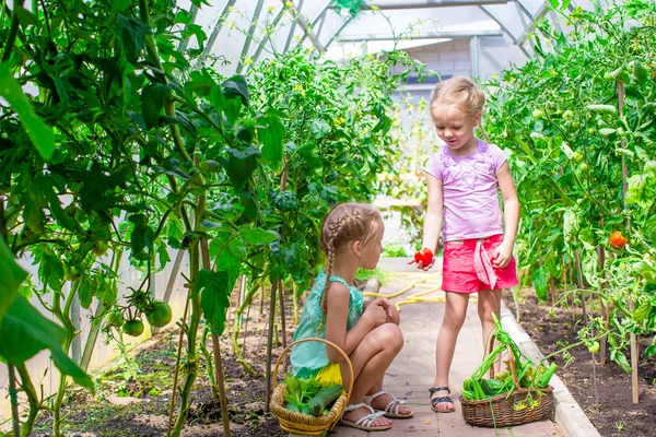 Niedliche kleine Mädchen sammeln Gurken im Gewächshaus — Stockfoto