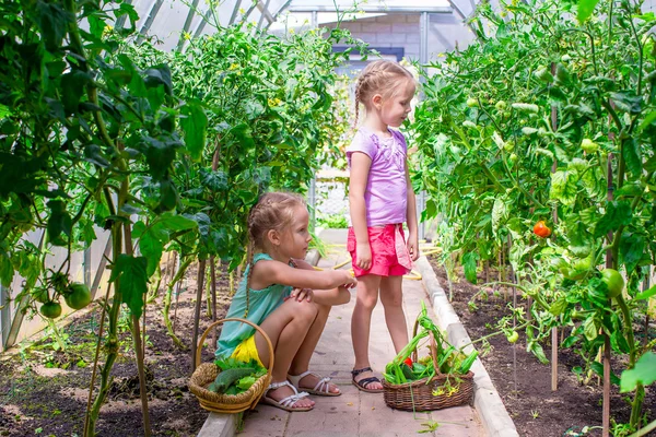 Niedliche kleine Mädchen sammeln Gurken im Gewächshaus — Stockfoto