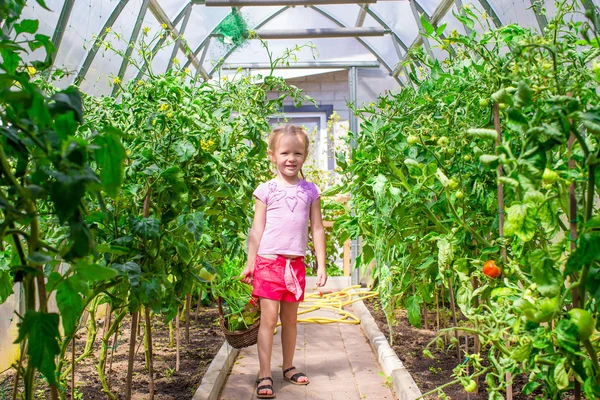 Cute little girl collects crop cucumbers and tomatos in greenhouse — Stock Photo, Image