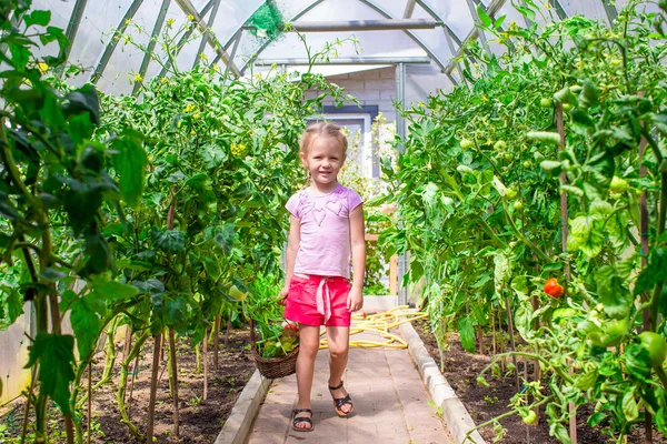 Söt liten flicka samlar grödor gurkor och tomater i växthus — Stockfoto